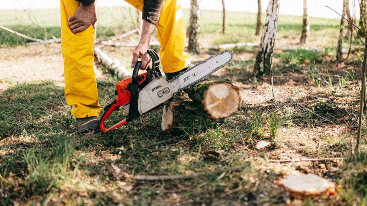 The Steps Involved in Our Tree Care Process in Comanche, TX